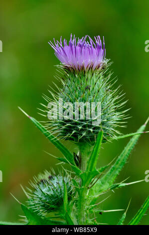 Portrait de spear thistle bud breaking Banque D'Images