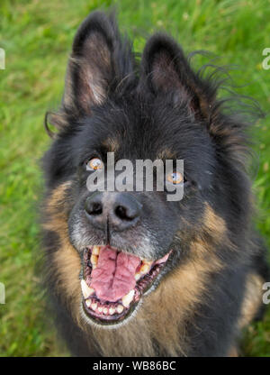 Vieux berger allemand sur un pré, 11 ans chien, tête portrait Banque D'Images