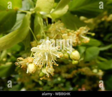 Tilia cordata, petite feuille de linde Bloom gros plan Banque D'Images