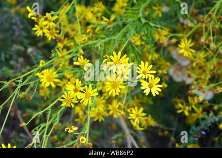 Petites fleurs jaunes de jacobien commun dans la nature, jacobaea vulgaris, senecio jacobaea, ragwort, ragwort commun, willie puant, tansy ragwort. Banque D'Images