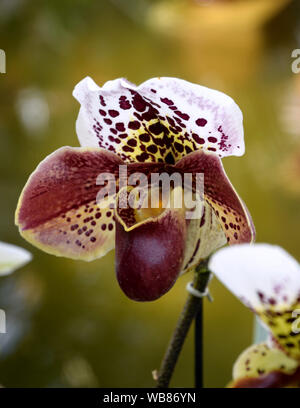 Pantoufle de Vénus, orchidée Paphiopedilum purpurascens Banque D'Images