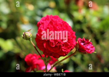 Rose rouge vif avec des fleurs complètement ouvertes en couches denses entourée de pétales de roses coupés et fermé avec d'autres fleurs dans le jardin urbain local ensoleillé chaud sur Banque D'Images