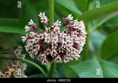 L'asclépiade commune ou Asclepias syriaca ou fleur papillon ou Silkweed ou soyeux avaler-millepertuis ou Virginie silkweed vivace à fleurs Banque D'Images