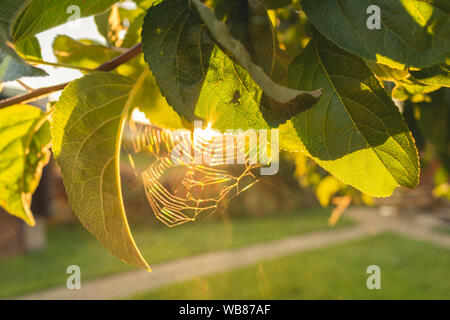 Rayons de l'éclairage d'un petite araignée entre les branches d'un pommier au coucher du soleil en été avec des couleurs d'or Banque D'Images