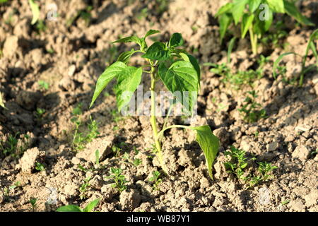 Petite usine de poivre fraîchement plantés entouré avec de la terre sèche et d'autres plantes dans le jardin urbain local sur le printemps chaud et ensoleillé Banque D'Images