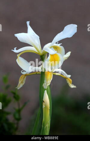 La floraison des plantes vivaces Iris complètement ouverte avec grande floraison de fleurs jaunes et blanches sur une seule longue tige plantée dans le jardin urbain local Banque D'Images
