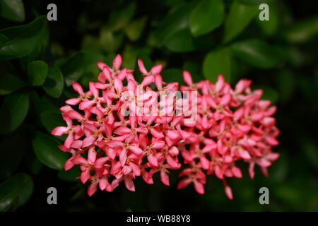 Belle rose en fleurs ixora ou pointe fleur sur sunshine day, selective focus Banque D'Images