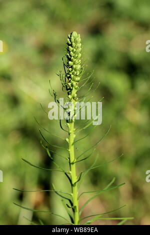 Seul liatris Liatris spicata ou Prairie ou gay feather plante vivace herbacée avec des pointes de haut en train de se former Banque D'Images