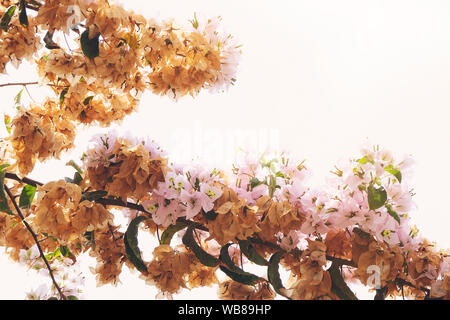 Bougainvillea est une épineuse vignes d'ornement, arbustes, arbres et fleurs de printemps avec des feuilles près de ses fleurs Banque D'Images