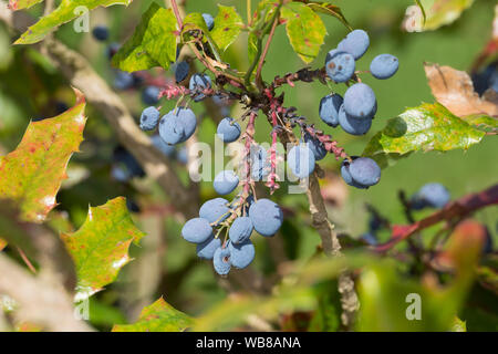 Mahonie, Gewöhnliche Mahonie, Stechdornblättrige Mahonie, Frucht, Früchte, Beeren, Mahonia aquifolium, Berberis aquifolium, raisin, raisin d'Oregon Banque D'Images