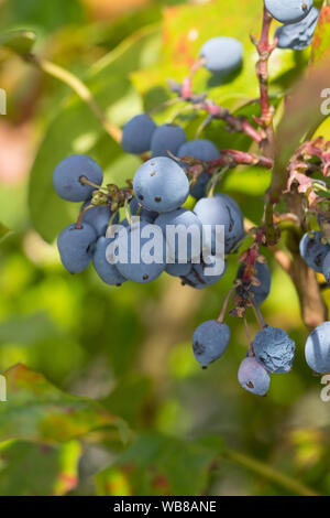 Mahonie, Gewöhnliche Mahonie, Stechdornblättrige Mahonie, Frucht, Früchte, Beeren, Mahonia aquifolium, Berberis aquifolium, raisin, raisin d'Oregon Banque D'Images