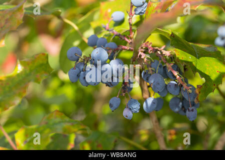 Mahonie, Gewöhnliche Mahonie, Stechdornblättrige Mahonie, Frucht, Früchte, Beeren, Mahonia aquifolium, Berberis aquifolium, raisin, raisin d'Oregon Banque D'Images