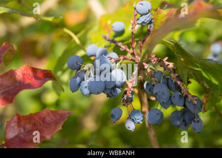 Mahonie, Gewöhnliche Mahonie, Stechdornblättrige Mahonie, Frucht, Früchte, Beeren, Mahonia aquifolium, Berberis aquifolium, raisin, raisin d'Oregon Banque D'Images