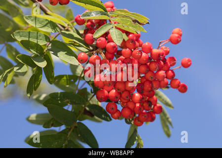 , Vogelbeeren Vogel-Beere, Vogelbeere Eberesche Vogelbeerbaum,,, Frucht, Früchte, Beeren, Sorbus aucuparia, Pyrus aucuparia, Rowan, mountain-ash, fruits Banque D'Images