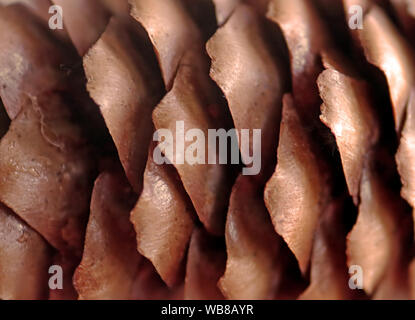 Écailles de pomme close up. Image Macro. Motif géométrique dans la nature Banque D'Images