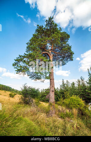 Pinus nigra, le pin noir d'Autriche ou Banque D'Images