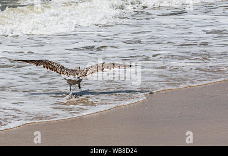 Une mouette commence à s'envoler au loin de la plage sur le bord de l'océan du sable à l'eau comme les vagues sont considérables. Banque D'Images