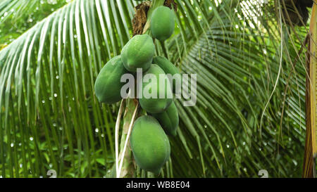 La papaye Fruits du papayer dans jardin en Philippines. Nature Fresh green papaya sur arbre à fruits Banque D'Images