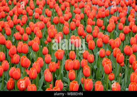 Belles tulipes rouges du jardin de Keukenhof Banque D'Images