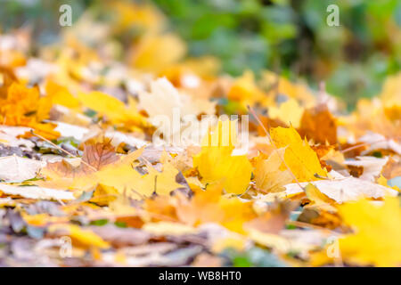 Feuilles jaunes sur le sol de la forêt, sur la journée ensoleillée d'automne.sol perspective, flou, fond vert naturel.L'été indien en anglais woodland.Octobre. Banque D'Images