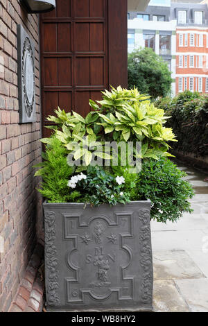 Semoir avec plomb gris panaché vivace arbuste Crotonifolia japonica et plantes vertes et fleurs à l'extérieur d'un immeuble à Londres en Angleterre Banque D'Images