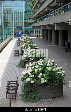 De plus en plus d'hortensias dans une rangée de planteurs, les conteneurs dans l'été sur le Barbican Estate & édifices à bureaux de la ville de London UK KATHY DEWITT Banque D'Images