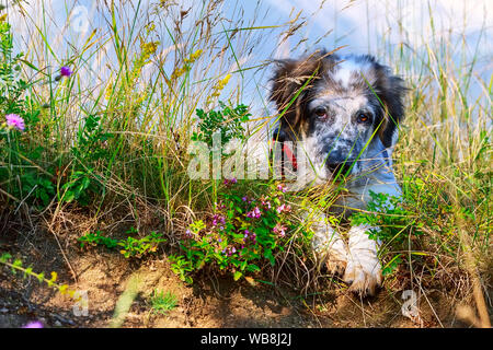 Blanc et noir mignon chiot berger bulgare avec faisceau rouge allongé dans l'herbe close-up portrait Banque D'Images