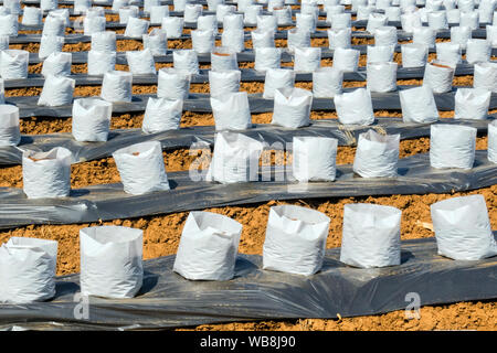 Ligne fo Coconut coir en maternelle sac blanc pour la ferme avec la fertigation , système d'irrigation pour être utilisé pour la culture des fraises. Banque D'Images