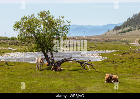 Plusieurs vaches se lever et se coucher sous un arbre sur un pâturage vert prairie en été. Près du lac. Sur l'horizon de la montagne. L'arbre est demi sec. L Banque D'Images