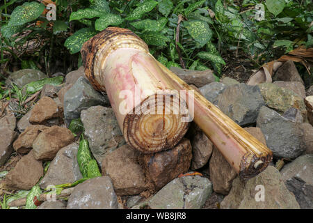 Partie d'un tronc d'arbre de bananes posées sur les pierres noires. Sève fraîche s'écoule de la coupe. Ingrédients de l'alimentation. Balinais Plantes à fleurs tropicales Dieffenbachia. Banque D'Images