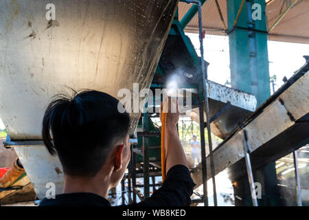 Des travailleurs de la production de café, rouge les cerises de café. Gia Lai, au Vietnam Banque D'Images