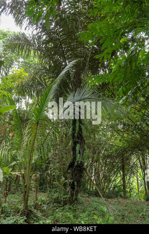Voir dans la cime des arbres tropicaux et palmiers dans la dense forêt tropicale. La Grande, mince les troncs de cocotiers lieu vers le ciel. Banque D'Images