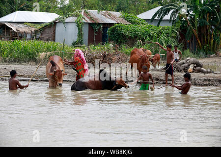 Manikganj, Bangladesh - Juillet 24, 2019 : la vie quotidienne des villageois à Ghior à Manikganj, au Bangladesh. Banque D'Images