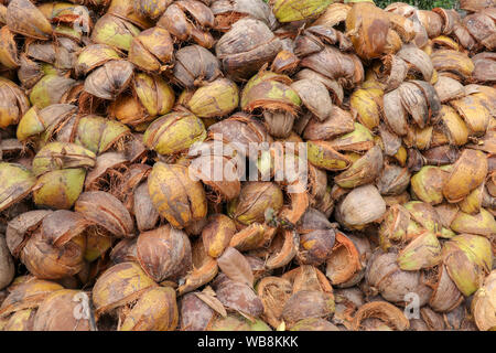 Oconut spathe fibre pour texture background. Brown, green Husk Coco / est l'enveloppe fibreuse et poussières piquantes qui compose la couche externe de la noix de coco mûre Banque D'Images