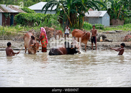 Manikganj, Bangladesh - Juillet 24, 2019 : la vie quotidienne des villageois à Ghior à Manikganj, au Bangladesh. Banque D'Images