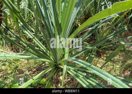 Close up détails de feuilles de Pandanus. Pandanus amaryllifolius fermer en vert figuier de pandanus arbre à feuilles persistantes avec les feuilles épineuses. Pointes très forte Banque D'Images