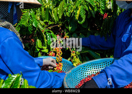 Des travailleurs de la production de café, rouge les cerises de café. Gia Lai, au Vietnam Banque D'Images