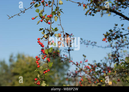 Crataegus aubépine quickthorn ,, fruits rouges sur la branche libre Banque D'Images