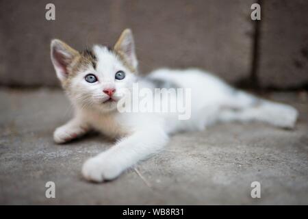 Petit chaton blanc se trouve sur un sol en pierre et recherche Banque D'Images