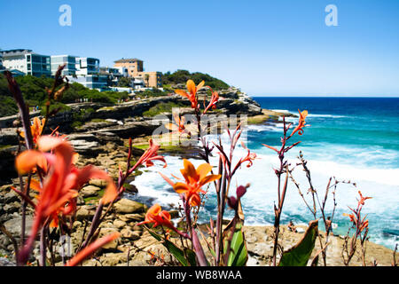 Bondi Beach / Australie : vue sur la côte de Bondi Beach, en Australie, avec des fleurs au premier plan. Selective Focus Banque D'Images