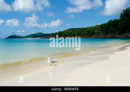 Whitehaven Beach, Îles Whitsunday Airlie Beach, Australie Banque D'Images