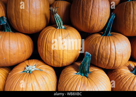 La composition avec beaucoup de citrouilles pour l'halloween saison Banque D'Images