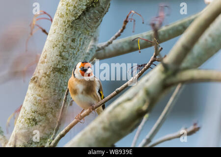 Chardonneret assis parmi les branches d'arbres. Banque D'Images