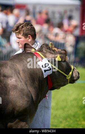 Races de vache étant attribué à l'ébrèchement rosettes leur farm & agricultural show à l'effritement, Lancashire, UK Banque D'Images