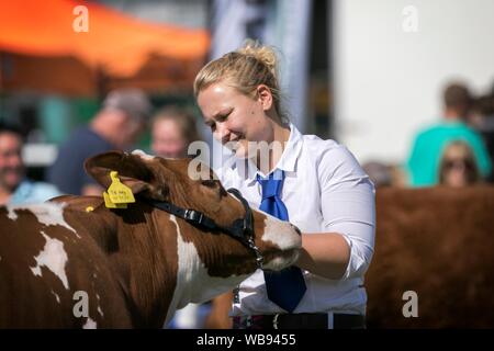 Races de vache étant attribué à l'ébrèchement rosettes leur farm & agricultural show à l'effritement, Lancashire, UK Banque D'Images