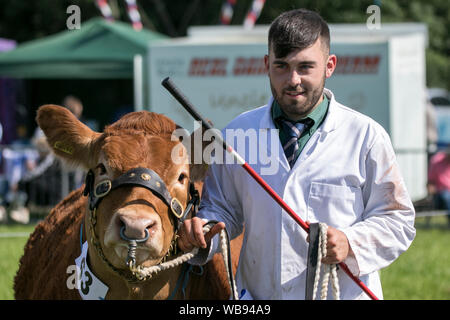 Races de vache étant attribué à l'ébrèchement rosettes leur farm & agricultural show à l'effritement, Lancashire, UK Banque D'Images