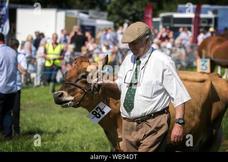 Races de vache étant attribué à l'ébrèchement rosettes leur farm & agricultural show à l'effritement, Lancashire, UK Banque D'Images