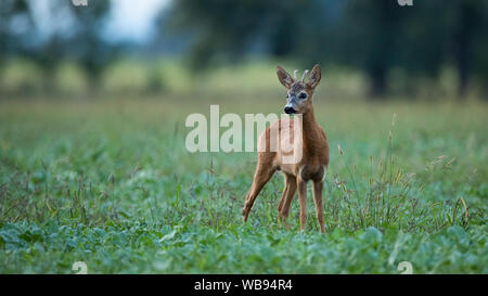 Un jeune buck de cerf debout sur un terrain agricole au crépuscule en été. Banque D'Images