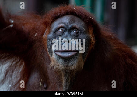 Belle femme orang-outan orang-outan ( ) de la famille Pongo Banque D'Images