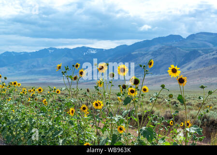 Fleurs sauvages jaune avec le Steens Mountain Range dans l'arrière-plan dans le sud-est de l'Oregon Banque D'Images